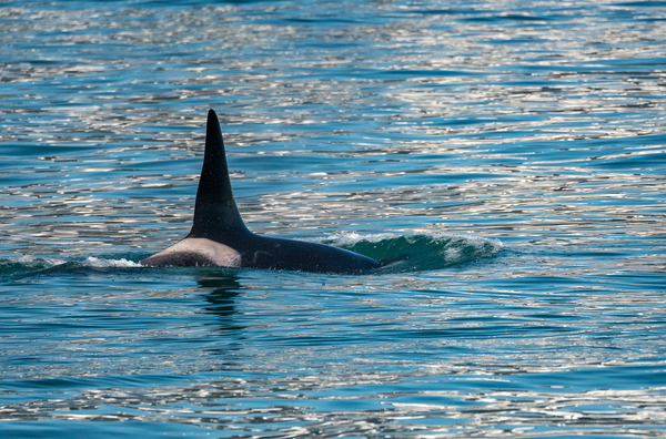 Fin of orca whale cutting through Resurrection Bay Seward by Steve Heap