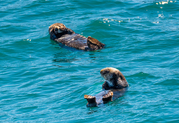 Sea Otter floating in Resurrection Bay near Seward by Steve Heap
