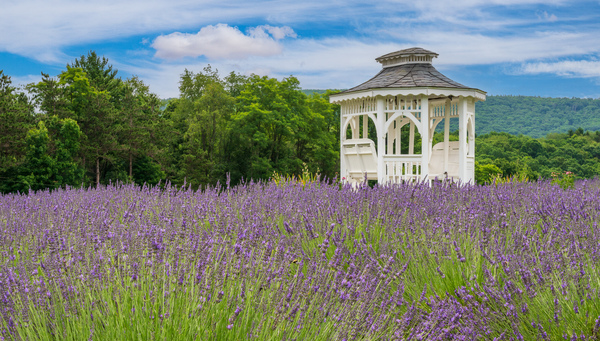 Lavender plants in blossom in early July with gazebo by Steve Heap