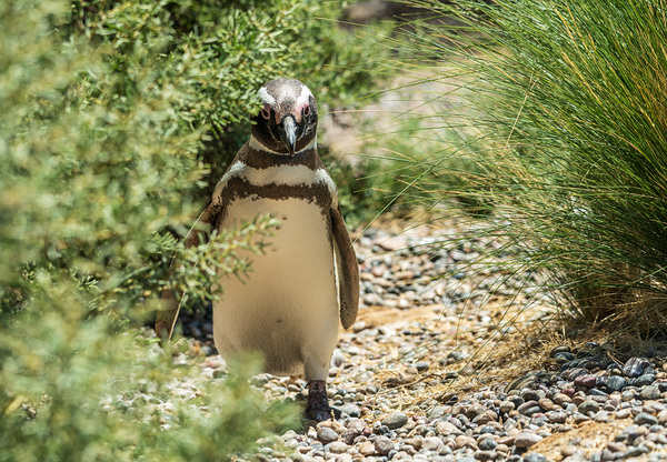 Single male magellanic penguin in plants in Punta Tombo by Steve Heap
