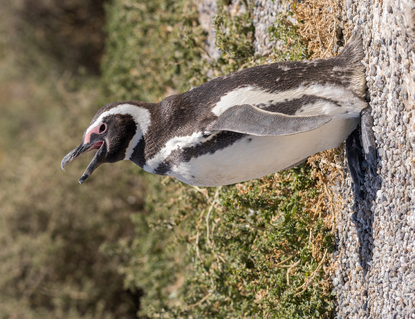 Single magellanic penguin making a call in Punta Tombo by Steve Heap