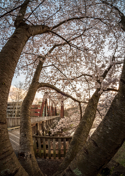 Steel girder bridge carries the bike walking trail over Deckers  by Steve Heap