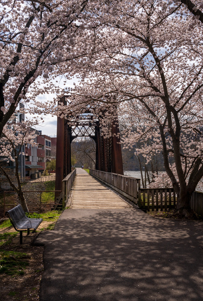 Steel girder bridge carries the bike walking trail over Deckers  by Steve Heap