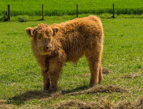 Young male highland calf in meadow facing the camera Print