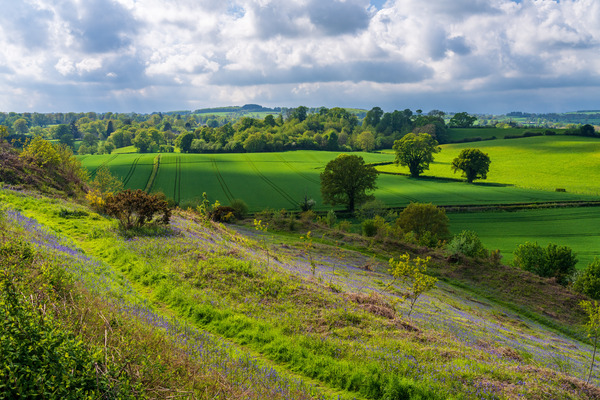Bluebell flowers by the path on Old Oswestry hill fort in Shropshire by Steve Heap