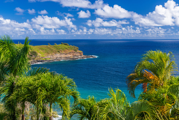 Mokolea point and Kahili beach framed by palm trees Kauai Print