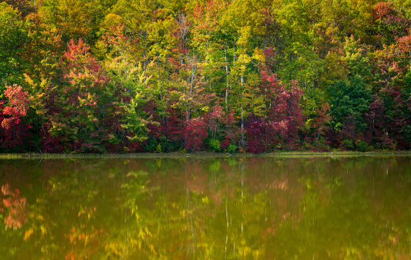 Fall leaves surround reservoir in Coopers Rock State Forest in W by Steve Heap