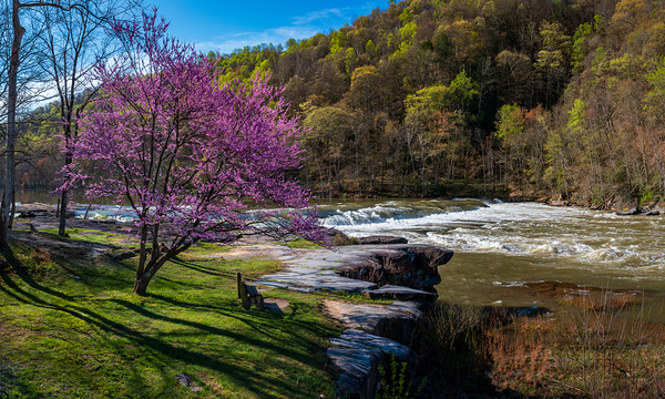 Redbud blossoms by Bench and Valley Falls WV on a bright spring morning by Steve Heap