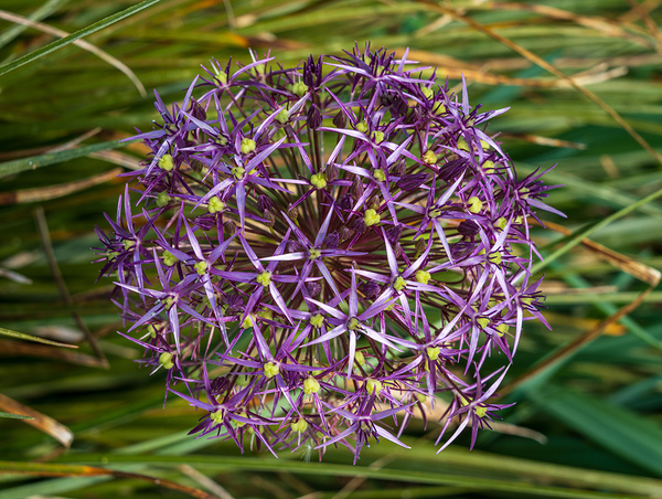 Large purple umbel of the Persian Onion or Star of Onion flower by Steve Heap