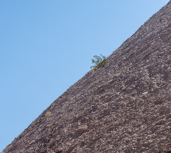 Small bush clinging to life on arid desert hillside in minimalis by Steve Heap