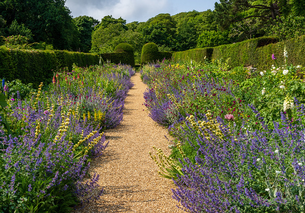 Flowering shrubs in a hedged flower garden on the Isle of Wight by Steve Heap
