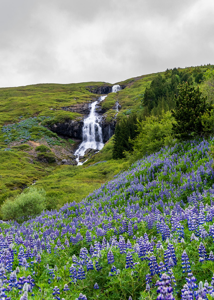 Waterfall in Tunhudalur valley near Isafjordur Iceland with lupi by Steve Heap