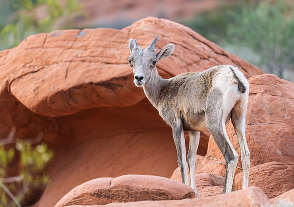 Bighorn sheep lamb grazing among formations in Valley of Fire st by Steve Heap