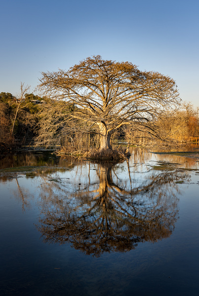 Large cypress tree in Comal River in Landa park New Braunfels in by Steve Heap