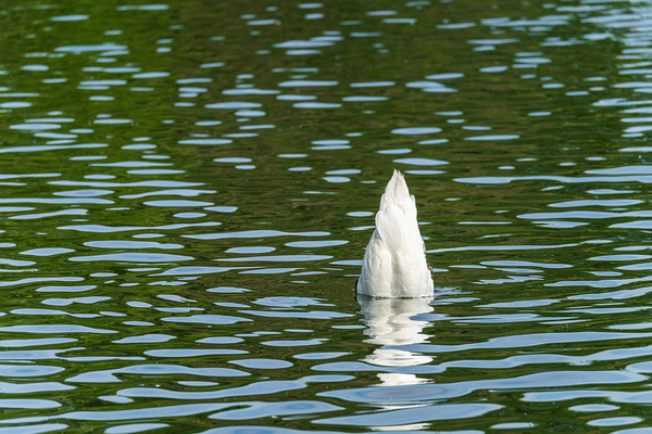 Rear view of the body of a swan reaching into the water of Elles by Steve Heap