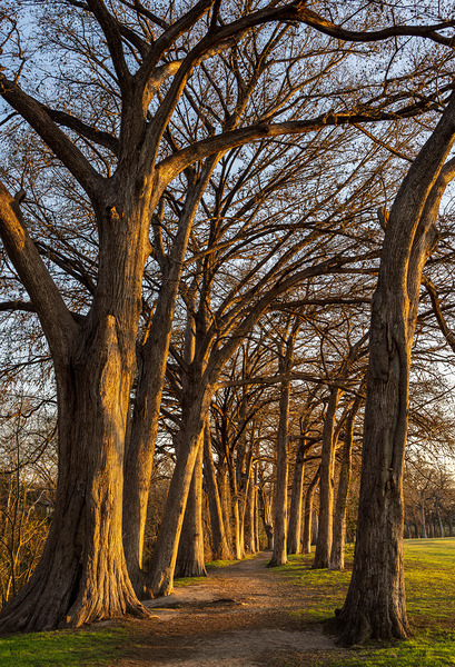 Large cypress trees in Cypress Bend Park by the side of Guadalup by Steve Heap
