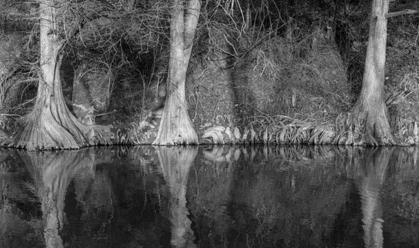 Large cypress trees in Cypress Bend Park alongside Guadalupe Riv by Steve Heap