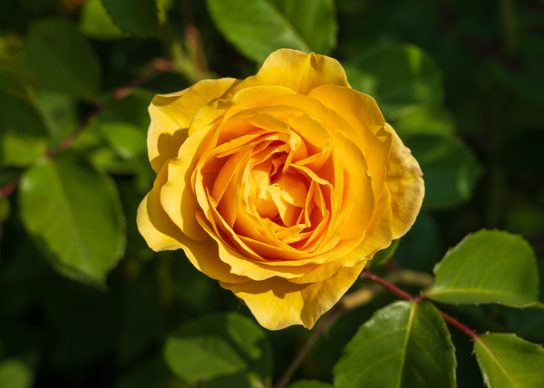Golden butter colored single rose known as the absolutely fabulo by Steve Heap