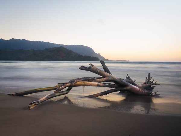 Whisper of the Tide driftwood on Hanalei bay beach at sunrise by Steve Heap