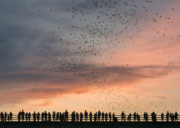 Bat watchers crowd on Congress Avenue bridge as bats fly  by Steve Heap
