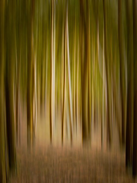 Path through pine trees with intentional camera movement by Steve Heap