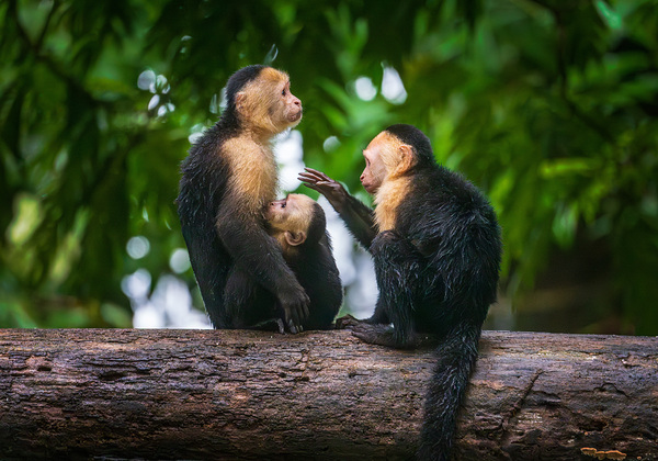 Close up of a family or group of white faced Capuchin Monkeys in by Steve Heap