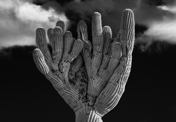 Crested Saguaro in National Park West in monochrome by Steve Heap