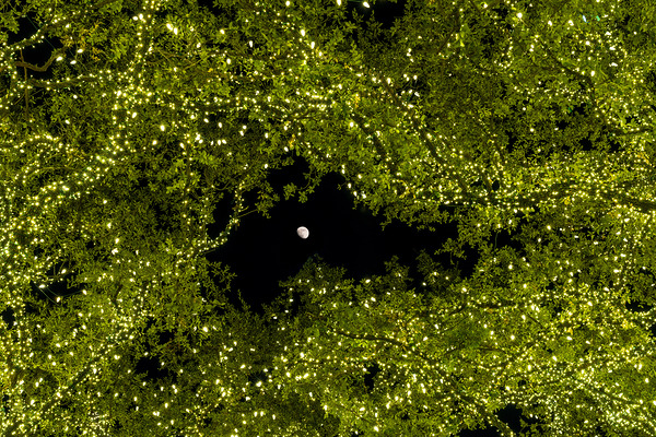 Holiday lights spectacular in trees of Johnson City Texas by Steve Heap