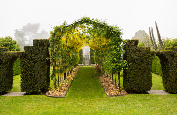 Laburnum Arch in full bloom over grass path by Steve Heap