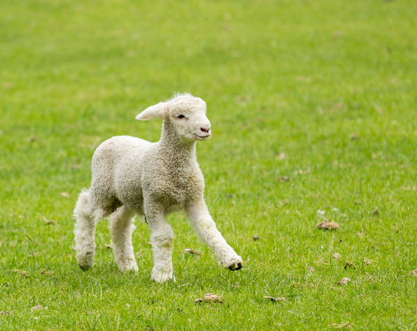 Cute lamb in meadow in New Zealand by Steve Heap