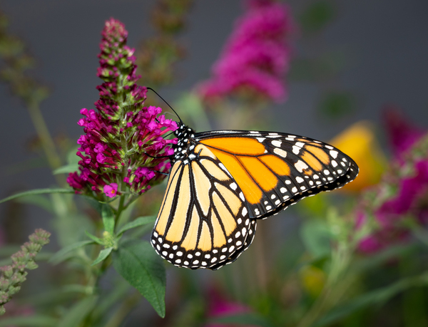 Close up of beautiful Monarch butterfly feeding in garden by Steve Heap