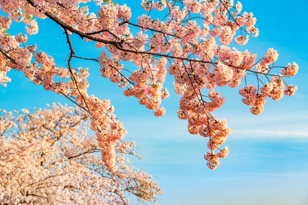 Detail macro photo of japanese cherry blossom flowers by Steve Heap