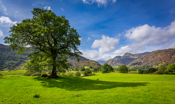 Tree with Langdale Pikes in Lake District by Steve Heap