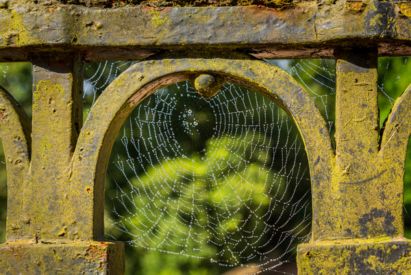 Dew glistening cobweb on gate Print
