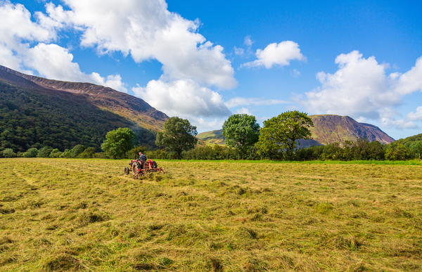 Antique tractor and threshing machine in England Print