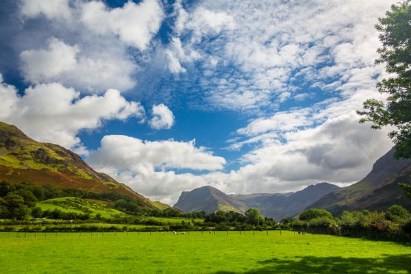 Sheep graze near Buttermere Lake District by Steve Heap