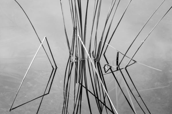 Empty bed of reeds in Everglades Florida by Steve Heap