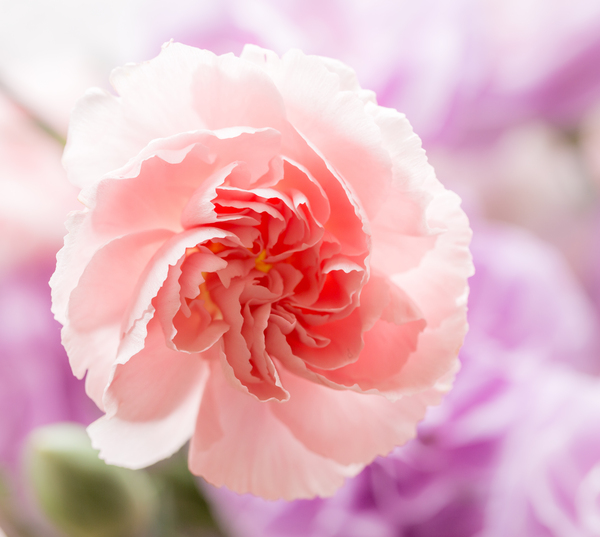 Delicate close up of petals of a carnation by Steve Heap
