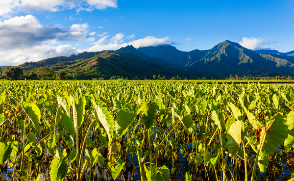 Hanalei Valley in Kauai by Steve Heap