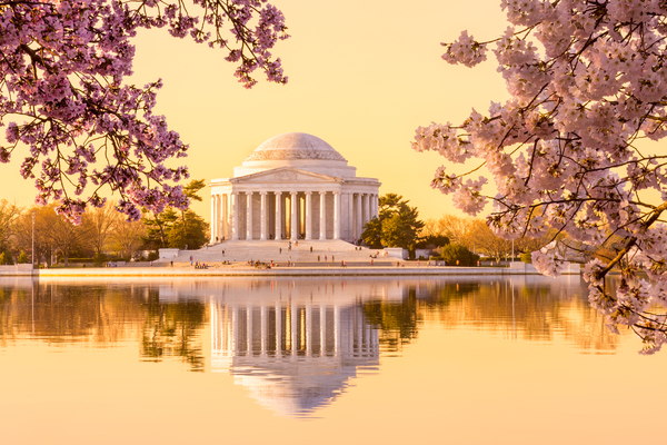 Beautiful early morning Jefferson Memorial cherry blossom yellow by Steve Heap