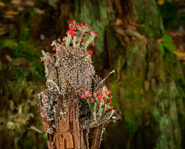 Cladonia cristatella or British Soldiers Lichen or algae by Steve Heap