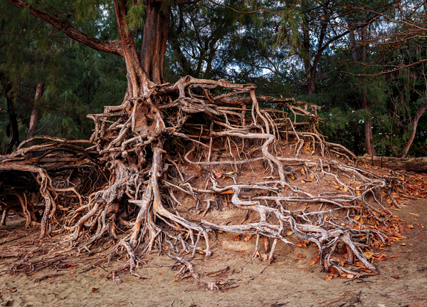Storm erosion on tree roots at Kee beach by Steve Heap