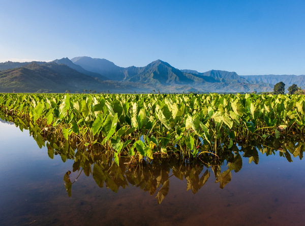 Hanalei Valley taro plants in Kauai by Steve Heap