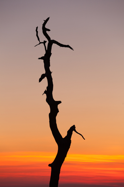 Gnarled tree on Skyline drive in Virginia by Steve Heap