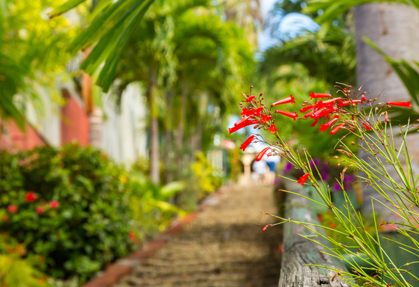 Famous 99 steps Charlotte Amalie by Steve Heap