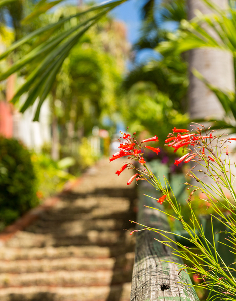 Famous 99 steps Charlotte Amalie by Steve Heap