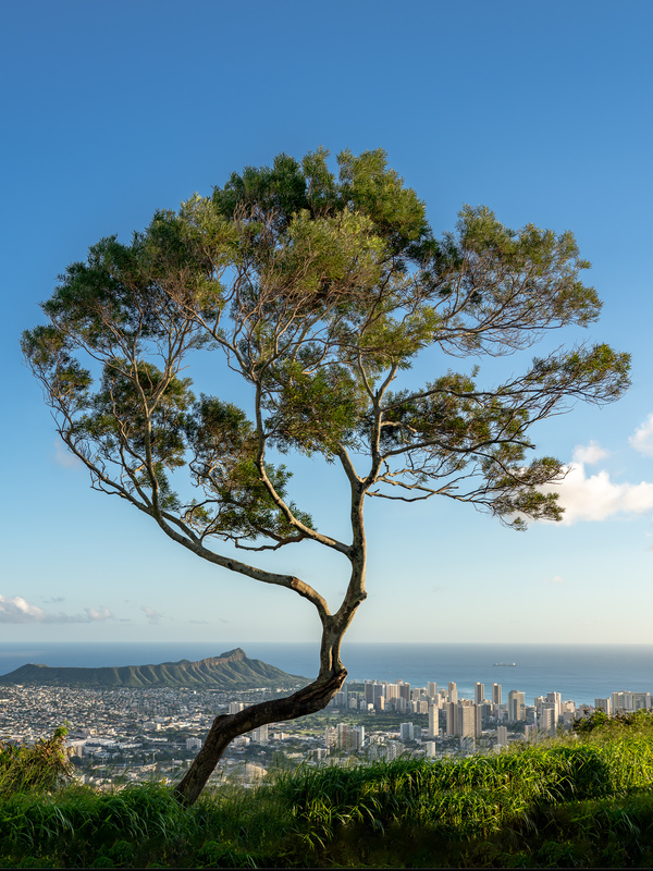 Panorama of Waikiki and Honolulu from Tantalus Overlook on Oahu by Steve Heap