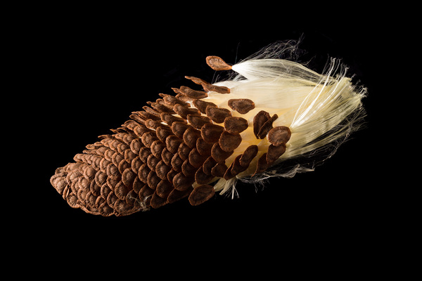 Macro photo of swamp milkweed seed pod by Steve Heap