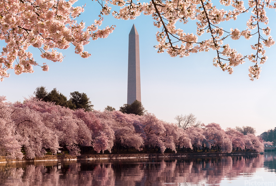Washington Monument towers above blossoms  Print