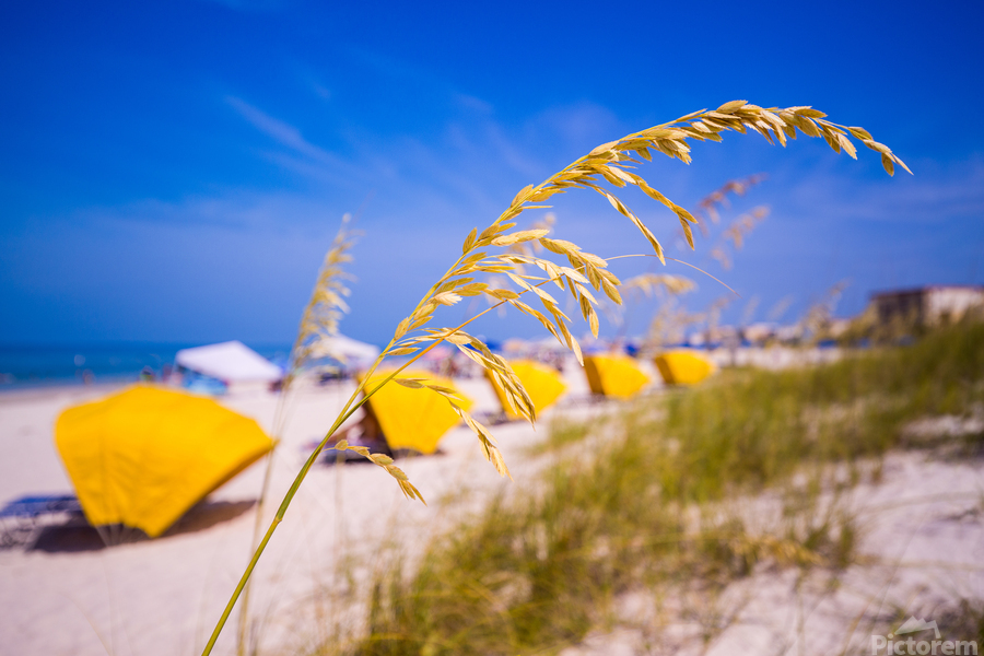 Madiera Beach and sea oats in Florida  Print